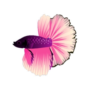 Pink Raytail Betta